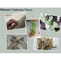 China Phlomis umbrosa Turcz root,Phlomis umbrosa Turcz powder for sale