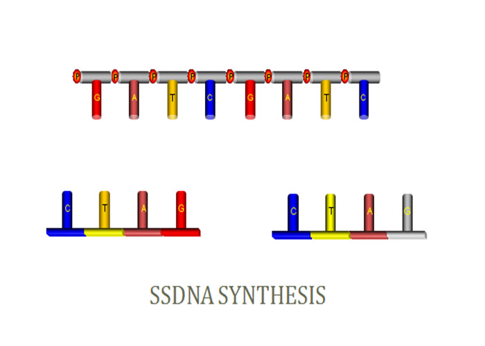 Buy cheap SsDNA COA Synthesis Gene Synthesis Single Stranded DNA Synthesis product