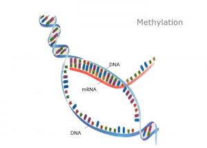Buy cheap 5μg Purified DNA Methylation Analysis Bisulfite Sequencing BSP MSP Methylation Specific PCR product