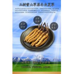 China Cordyceps sinensis，Chinese caterpillar fungus，winterworm summerherb for sale