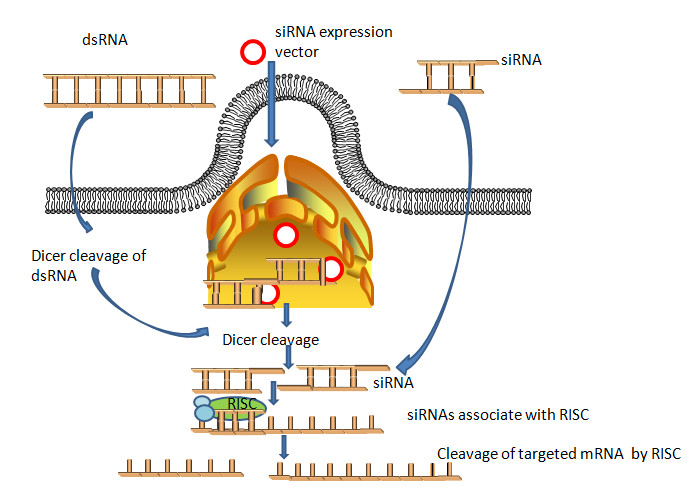 Buy cheap qRT-PCR Western Blot ShRNA Encoding Vector Rna Interference Gene Silencing product