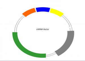 Buy cheap E. coli Stocks ShRNA Vector A Target Gene Vector Crispr Cas Gene Editing product