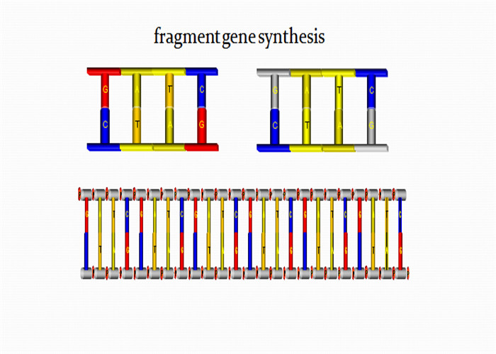 Buy cheap Lyophilized Double Stranded DNA Fragment Synthesis product
