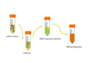 Buy cheap 10Kb Gel DNA Isolation Nucleic Acid Extraction product