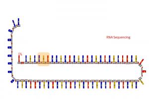 Buy cheap 1 μg RNA Sequencing Nucleolus RNA Synthesis product