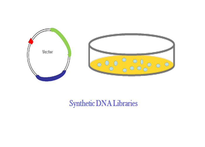 Buy cheap DNA Libraries Mutagenesis Library Gene Library Biobasic Gene Synthesis product