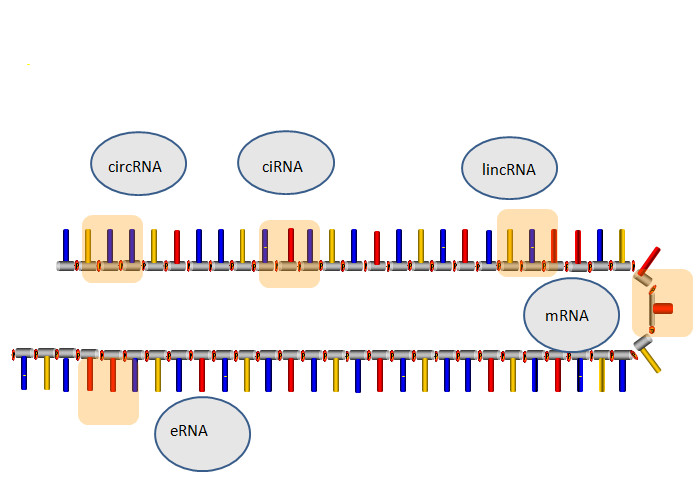 Buy cheap 1 mg LncRNA Synthesis Lyophilized Format Long RNA Synthesis product