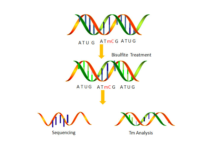 Buy cheap Epigenomics Profiling DNA Methylation Reduced 50 mg Representation Bisulfite Sequencing product