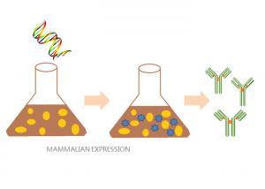 Buy cheap QC Report Eukaryotic Proteins Assemble Proteins Mammalian Expression System product