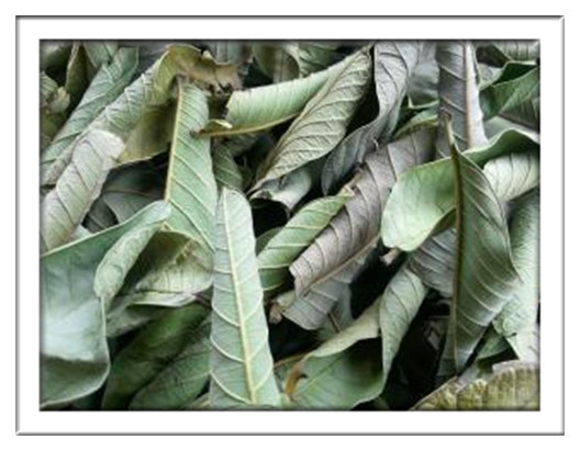 Guava leaf,Leaf of Psidium guajava Linn. for sale