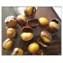 Fresh Chestnuts,Fried chestnuts, Organic Raw Fresh Chestnut for sale
