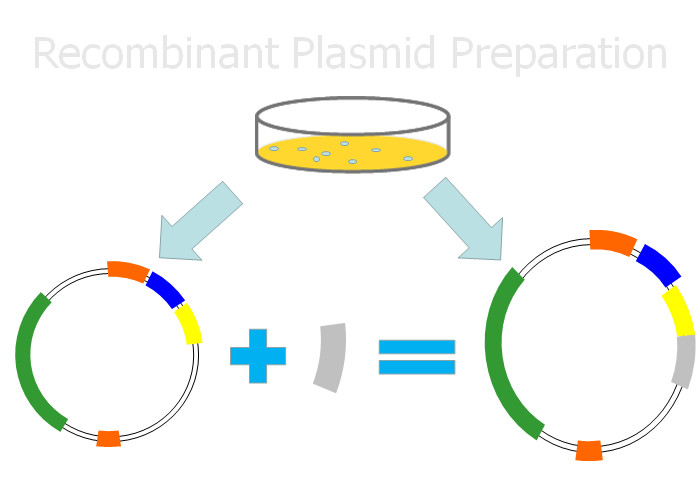 Buy cheap 200μL Frozen Stock Recombinant Targeted Yield Plasmid DNA Preparation product