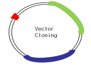 Buy cheap Lyophilized Powder Custom DNA Cloning PCR Cloning Gene Vector Cloning product