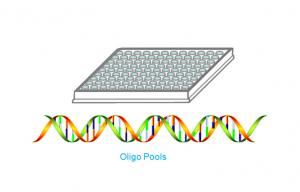 Buy cheap 170 Base Length DNA Oligos Synthesis product