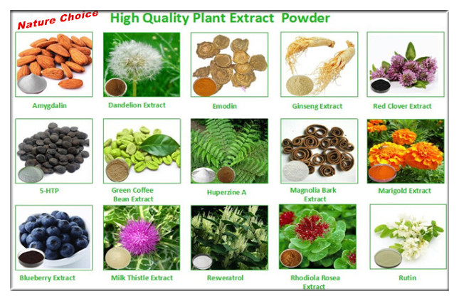 Witch Hazel Leaf Extract Powder,Latin Name: Hamammelis virginiana L. for sale