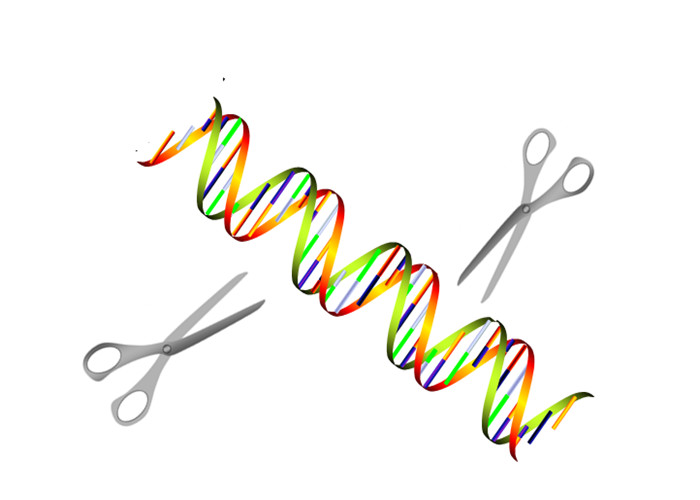 Buy cheap Plasmid DNA Crispr Cas Gene Editing product