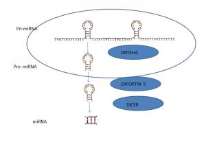 Buy cheap MiRNA Inhibitors MiRNA Mimics MiRNA Agomir Antagomir Mirna Negative Control MiRNA Synthesis product