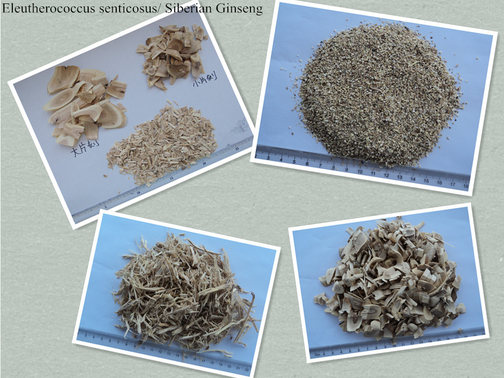 Eleutherococcus senticosus，Siberian Ginseng（root ,stem,leaf and slice ,whole and for sale