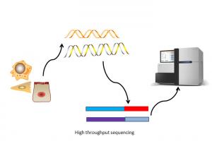 Buy cheap 2μg RNA 2 μg DNA High Throughput Fresh Cell NGS Next Generation Sequencing product