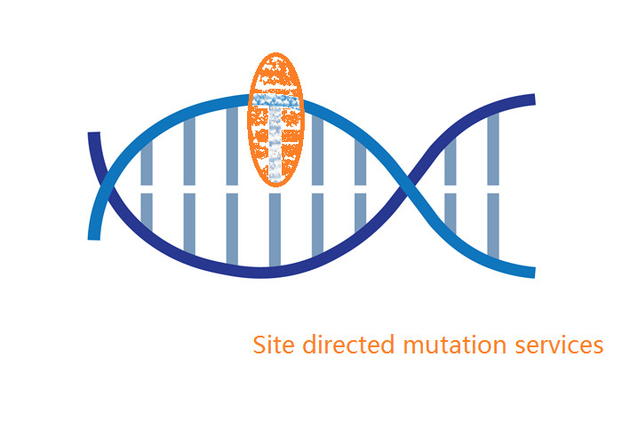 Buy cheap DNA Sequence Analysis Wild Type Plasmi Site Directed Mutagenesis product