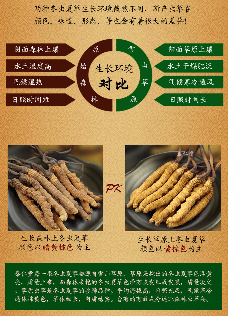 China Cordyceps sinensis，Chinese caterpillar fungus，winterworm summerherb for sale
