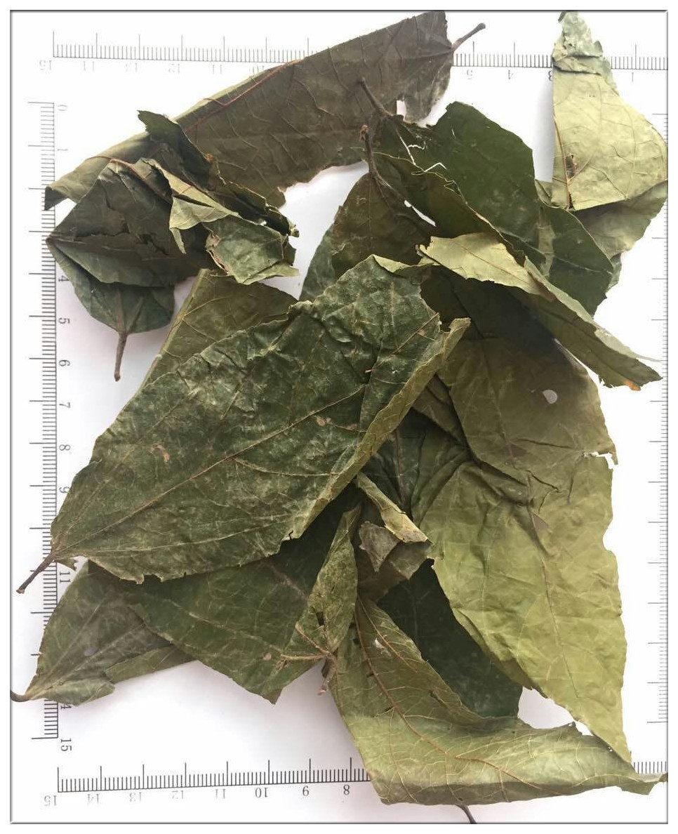 Microcos paniculata Linn.microcos paniculata; microcos leaf; leaf of paniculate for sale