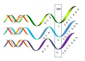 Buy cheap Single Nucleotide Polymorphism SNP Genotying Molecular Genetic Analysis product