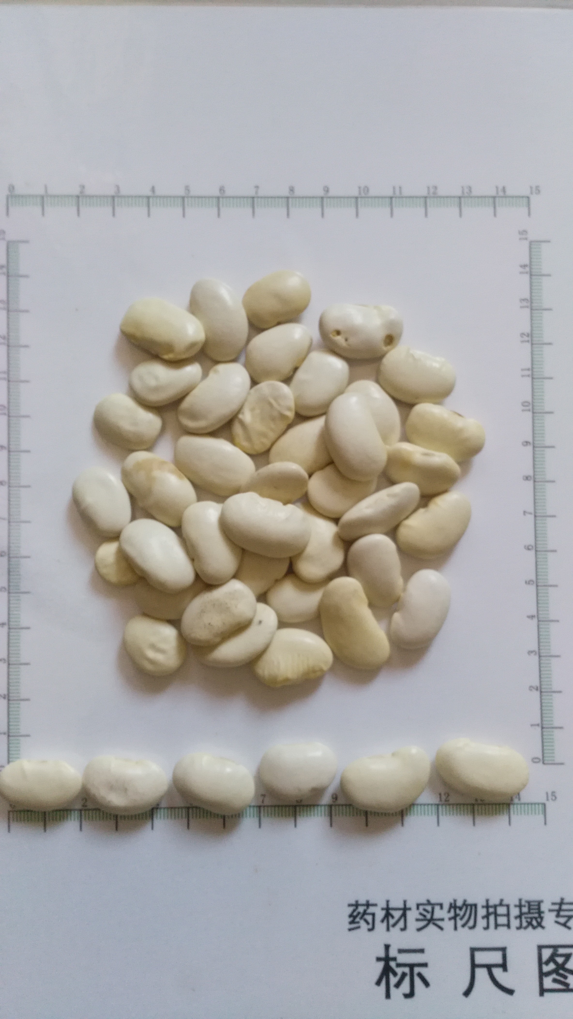 White kidney beans extract ,Phaseolin 1%, 2% for sale