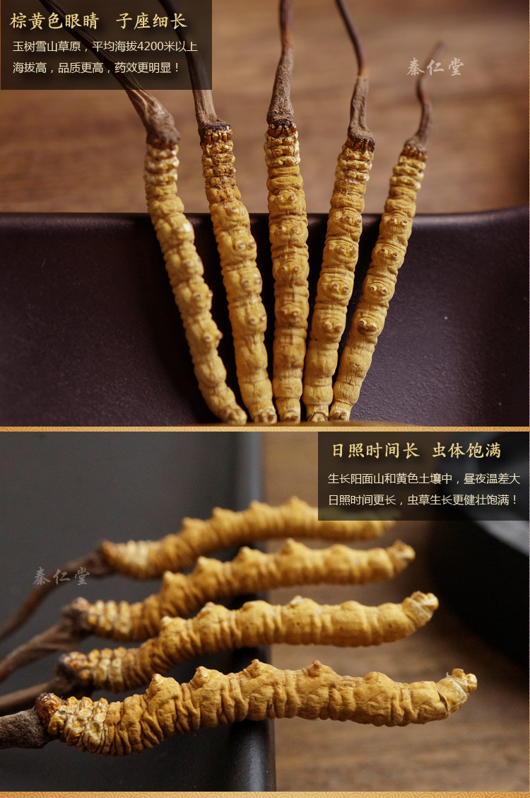 Cordyceps sinensis，Chinese caterpillar fungus，winterworm summerherb for sale