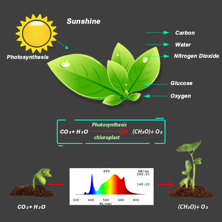 High Brightness Horticulture SMD Chip 5000K Circuitry Design Led Grow Light