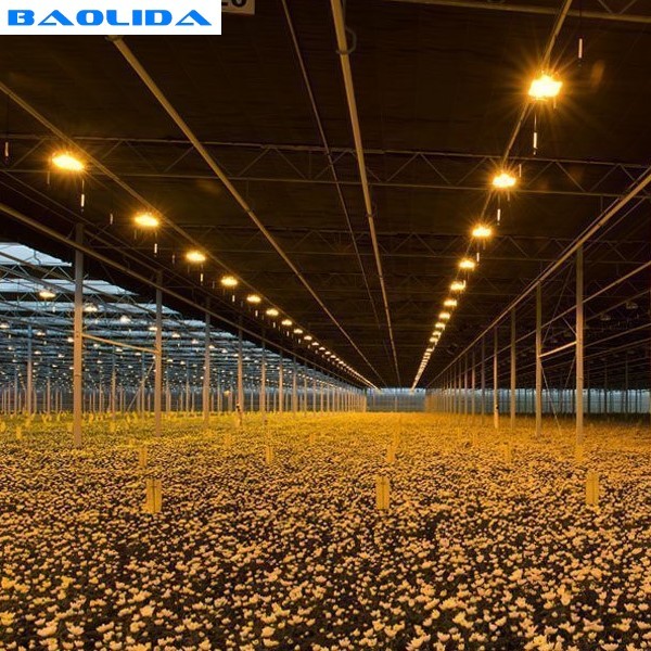 Agricultural Automated Plastic Tunnel Greenhouse Agriculture Tomato Growth
