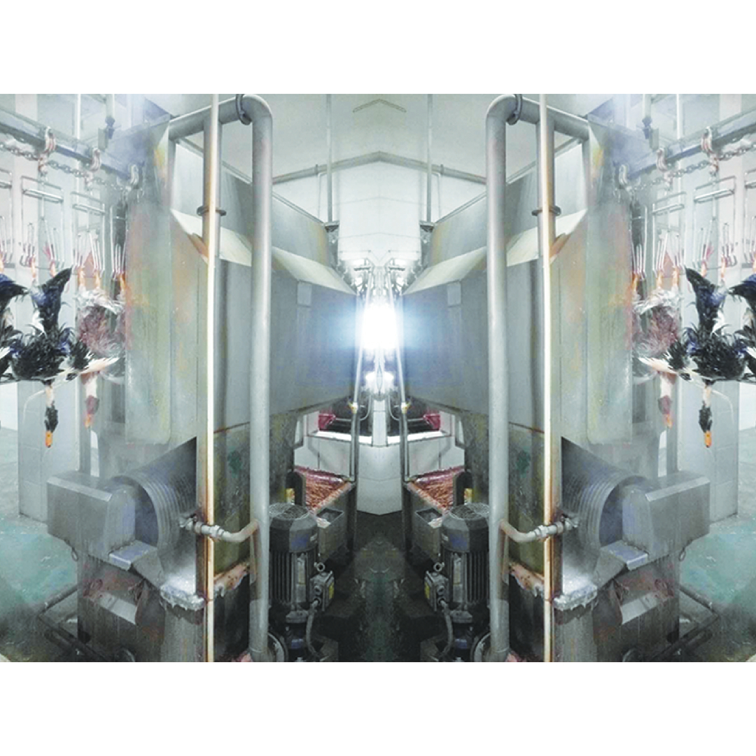 CE Certificated Poultry Slaughtering Equipment Duck Poultry Slaughter Line 600KG