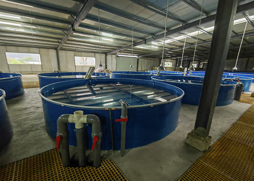 Smart Fish Farming Ras System AI Monitoring For Catfish Trout Breeding Industrial Ras System
