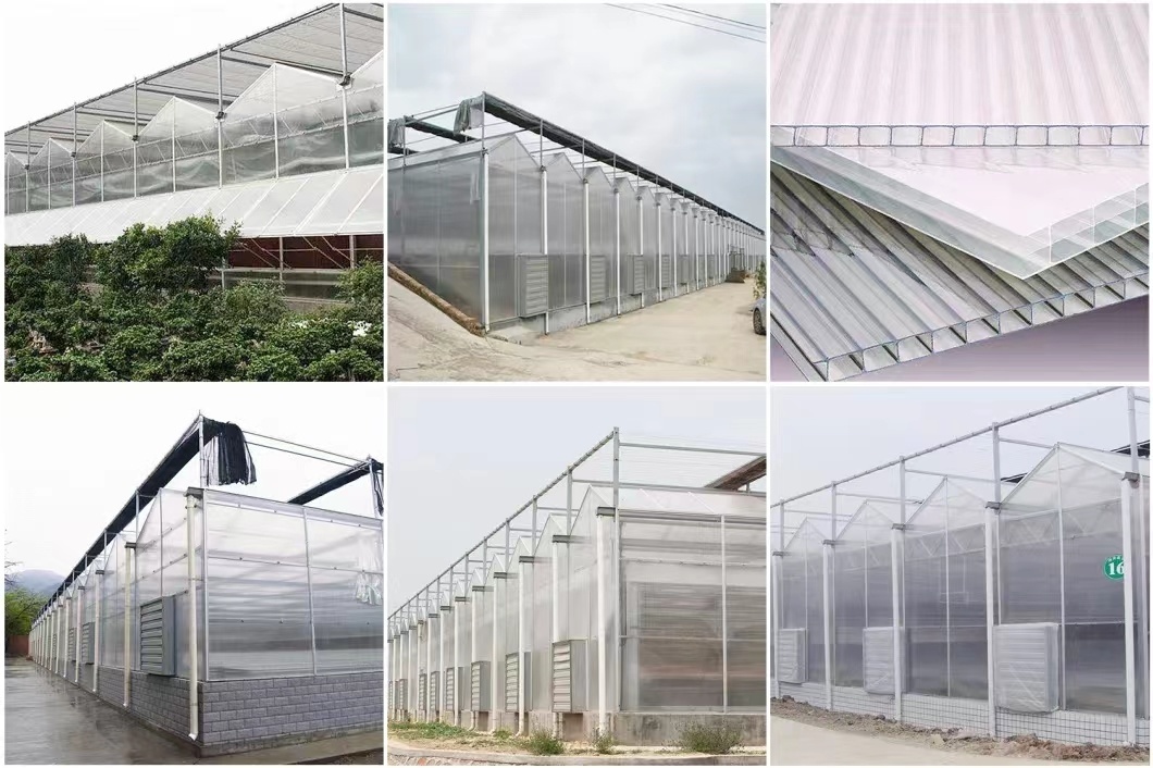 Large Size Commercial and Agricultural Venlo PC Polycarbonate Greenhouse