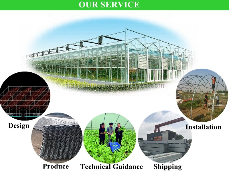 Large Transparent Plastic Film Multi-Span Greenhouse Grow Tent Transparent and Durable
