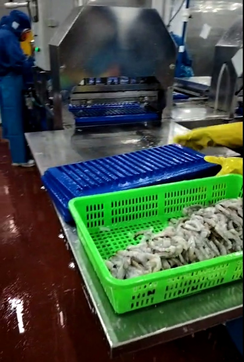 Automatic Tempura Shrimp Stretching Machine, NOBASHI Machine, Shrimp Stretcher Line
