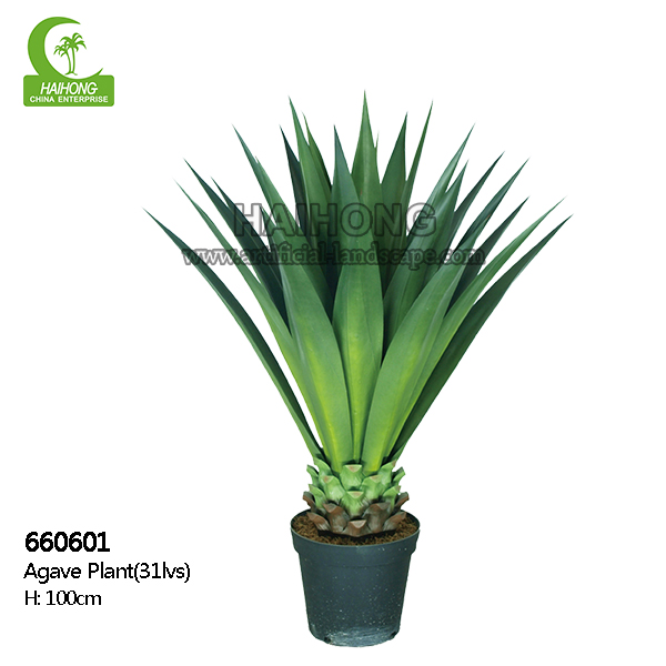 Agave plant