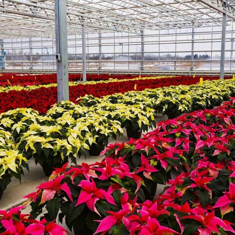 Venlo Style Glass Agricultural Greenhouse with Automatic Control System