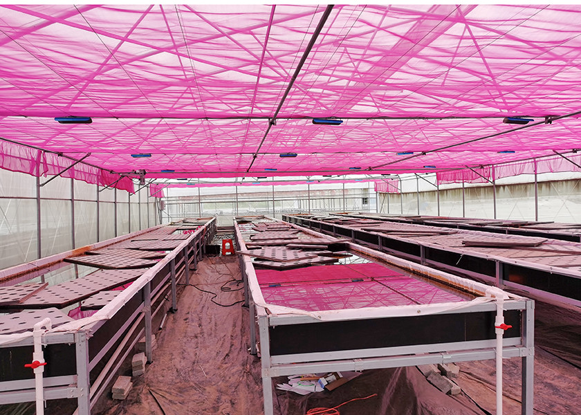 Durable Nutrient Recycling Deep Water Grow System Recirculating Dwc System