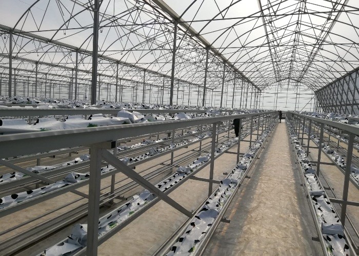 3mm 4mm 16mm 10mm Hollow Galvanized Polycarbonate Greenhouse With Growing System In Turkmenistan