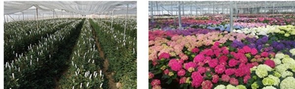 Wholesale immortal roses soft eternity roses preserved rose that last one year preserved roses