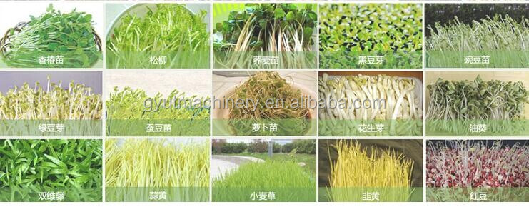 Container Type Wheat Seed and Barley Grass Sprouting Machine for Manufacturing Plant
