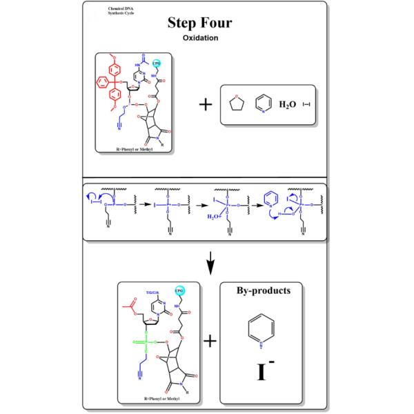 IVD Company's Nucleic Acid Oligonucleotide Synthesis Equipment for Optimal Efficiency