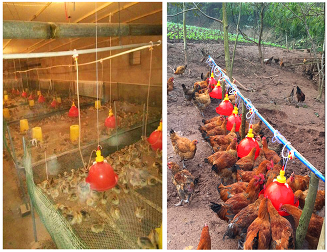 38cm Poultry Water Drinkers Nestable Plasson Broiler Drinker