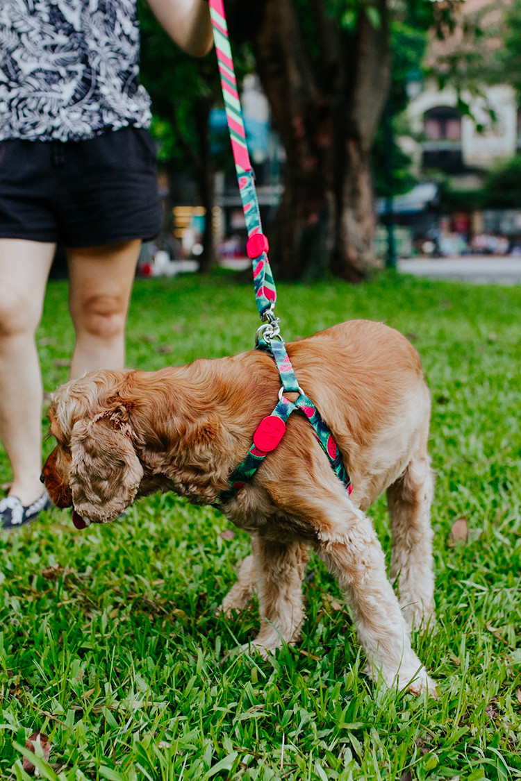 Polyester Watermelon Dog Harness For Freedom Walker Front Walking