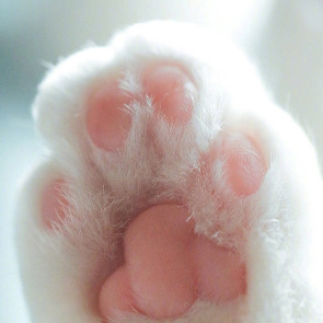 Cat's Nest Salted Fish Can Shape Cat's Nest Cat Scratching Board One