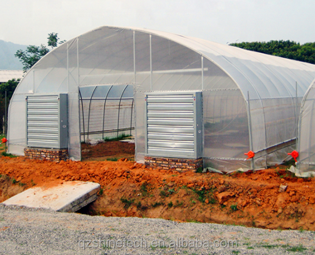 Film Cover 50x8m Single Span Type Agricultural Tunnel Greenhouse with 3.5-5M Height