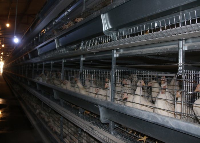 No Spring Reliable Poultry Farm Water System 360 Degree Water Outlet