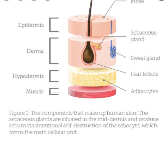 Oily Youth Serum Injection ‏Oil Control Mesotherapy Skin Treatment
