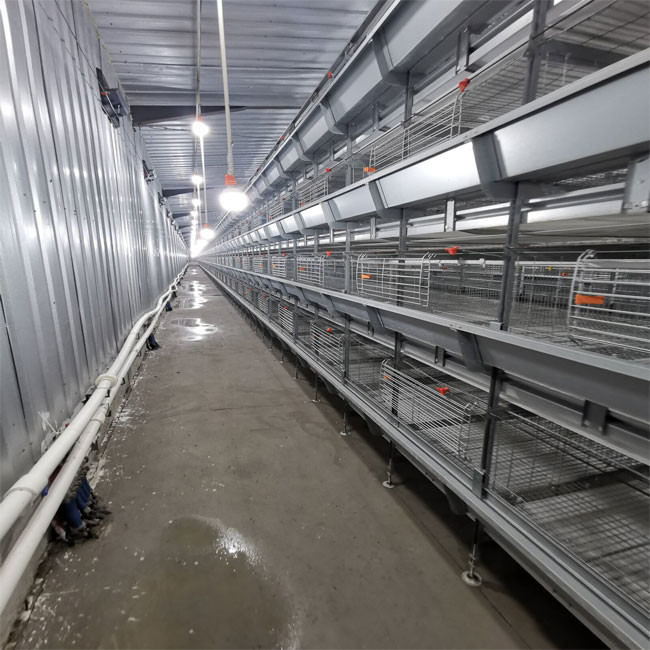 136 Broilers Per Chicken Cage For Chicken Farm